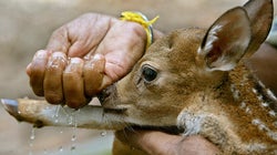 Why My Conservation Colleagues Are Altruistic