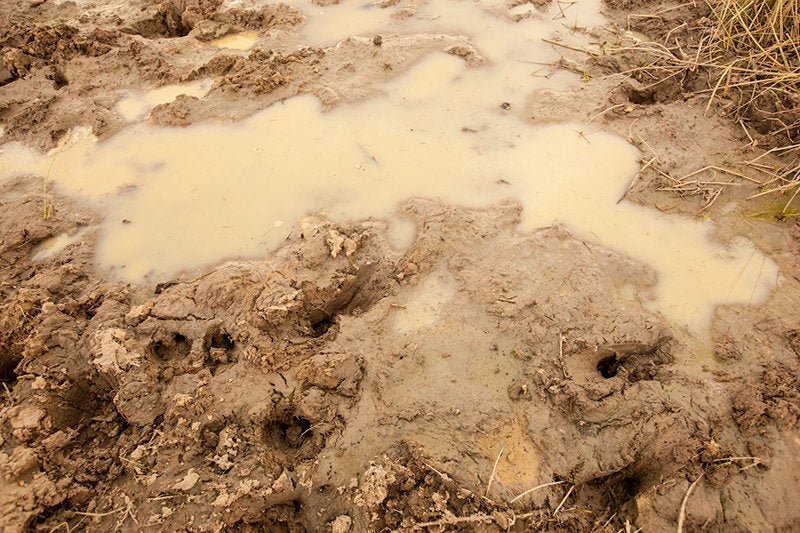 Puddles and standing water serve as breeding grounds for mosquitoes in rural Zambia.