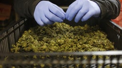 How Patients’ Families Pushed Doctors To Study A Marijuana Extract For Treatment Of