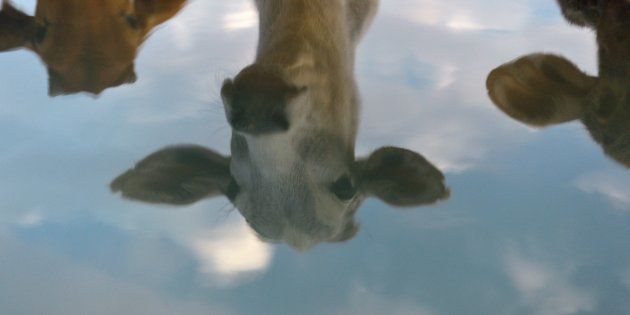 In this photograph taken on November 5, 2015, cows are reflected at a cow shelter owned by Babulal Jangir, a rustic self-styled leader of cow raiders, and Gau Raksha Dal (Cow Protection Squad) in Taranagar in Rajasthan.