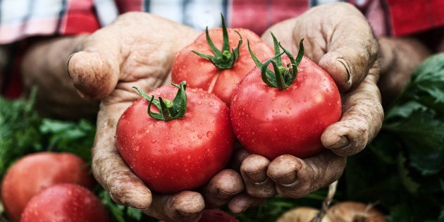 Hands holding tomato harvest. Crate with vegetables under.