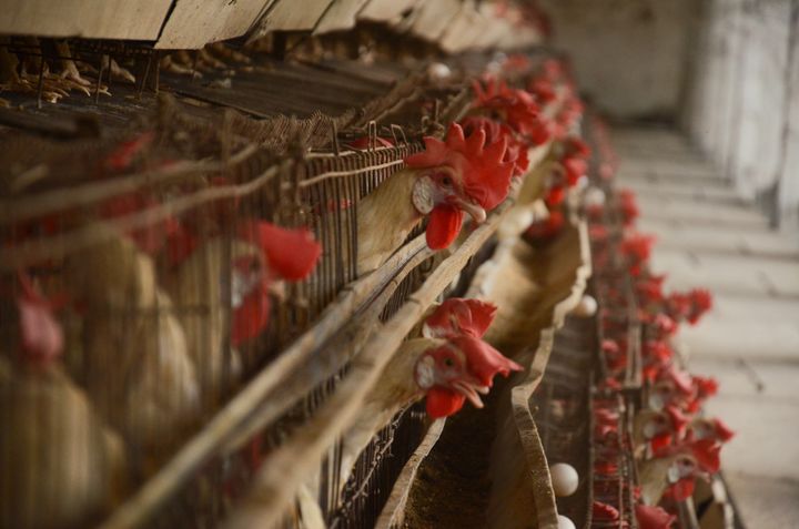 Battery cage chickens in India, Factory Farming, Humane Society International, HSI