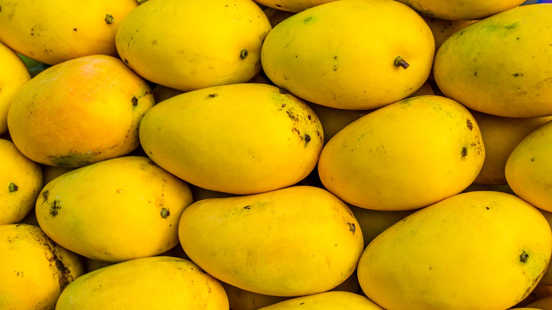 These Are The Most-Loved Mangoes Across The Length And Breadth Of India |  HuffPost none