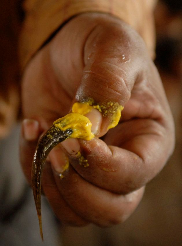 A member of Bathini Goud brothers holds a live fish that has been dipped in homemade medicine at a camp in Hyderabad.