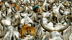 Why We Should Be Celebrating The Government’s New Rules For Regulating Cattle