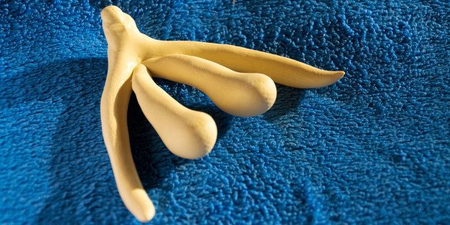 3d printed female sex organ clitoris for human anatomy lessons