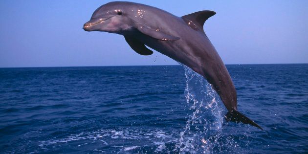 Bottlenosed Dolphin Leaping