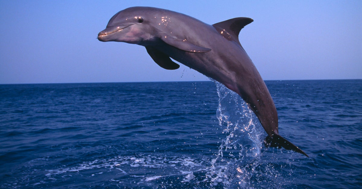 Baby Dolphin Dies In Argentina After Beachgoers Pull It Out To Take