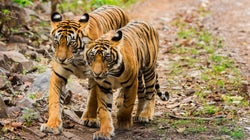 How We Turned Ranthambore Into A Tiger Conservation Success