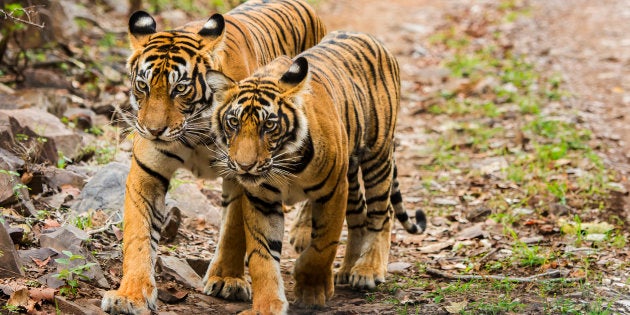 The Bengal Tiger: A Survivor's Story – Environmental History Now.