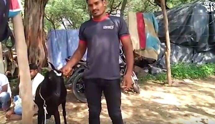 The mark of the crescent on its forehead means this goat could fetch upto 4 lakhs in Chitrakoot alone.