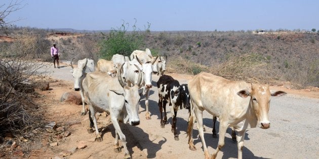 An Indian farmer walks with his cattle at Chandampet Mandal in Nalgonda east of Hyderabad on April 25, 2016, in the southern Indian state of Telangana.