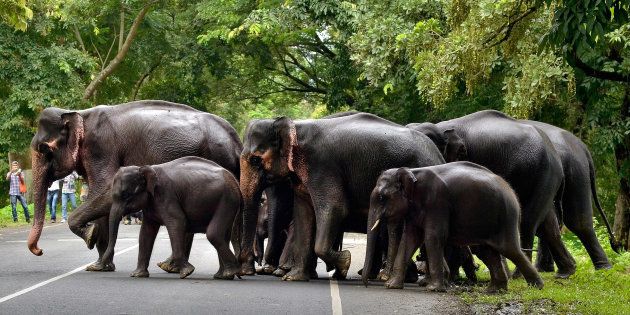 A herd of elephants cross a road that passes through the flooded Kaziranga National Park in the northeastern state of Assam, India, July 12, 2017.