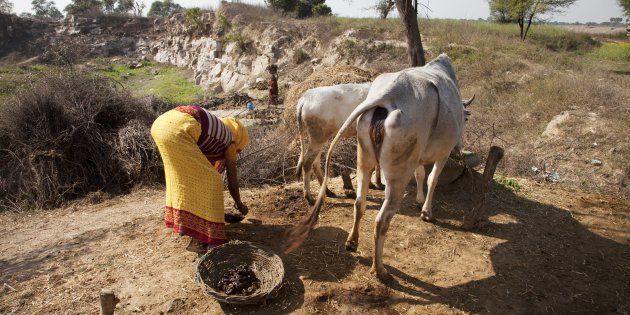 An Indian woman collecting cows manure to use as a fertiliser or combustible. (Photo by: Loop Images/UIG via Getty Images)