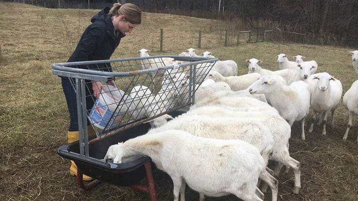 Jamie Tiralla feeds her St. Croix sheep that crowd around the container for food.