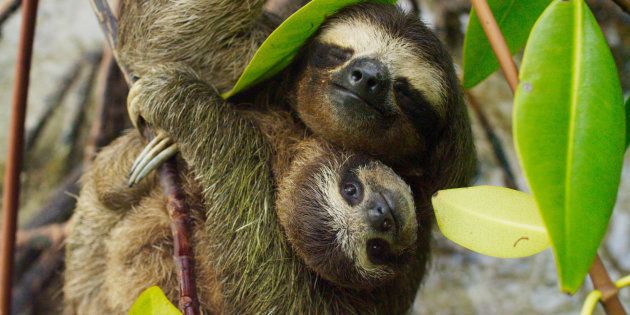 A pygmy sloth family has never looked so cute