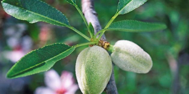 Unripe almond fruit hangs on a tree.