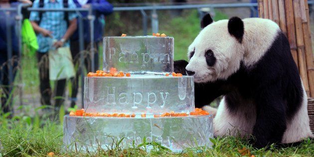 This photo taken on Sept. 21, 2015 shows giant panda Pan Pan sniffing a birthday cake made of ice for his 30th birthday at the China Conservation and Research Center for the Giant Panda in Dujiangyan, Sichuan Province.