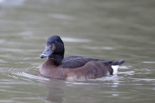 Baer’s Pochard