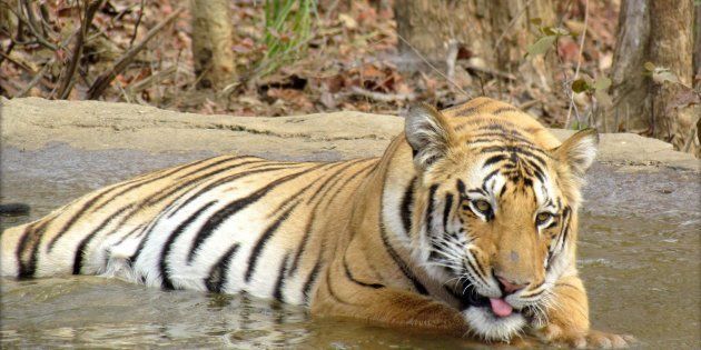 Indian tiger 'Jai' lies in a pool of water at The Umred Karhandla Wildlife Sanctuary some 80kms south-east of Nagpur in the western Indian state of Maharashtra in 2012. STR/AFP/Getty Images