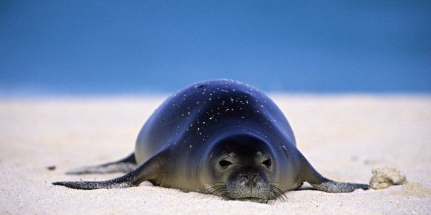 An endangered Hawaiian monk seal lounges on Midway Atoll, in the Northwest Hawaii Islands. 