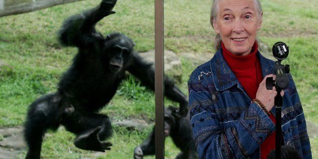 A Chimpanzee jumps at a glass screen as primatologist Dr. Jane Goodall holds a press conference at Taronga Zoo July 14, 2006 in Sydney, Australia.