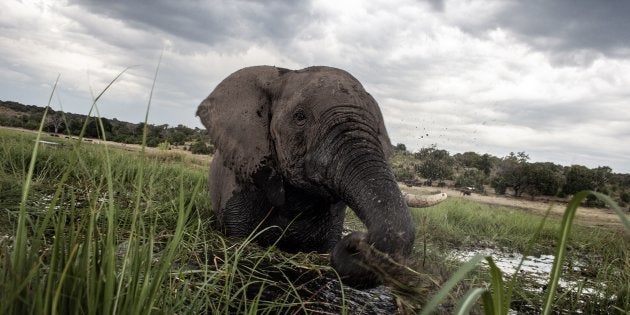 Many species, including the African elephant, have suffered widespread population declines in the last half century.