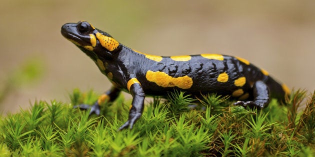 “We’re already seeing salamanders shrink in size,