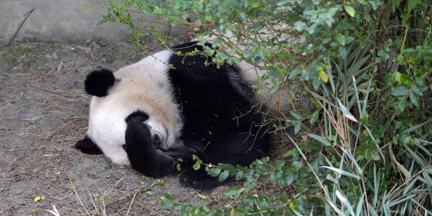 Giant panda Mei Lun sleeps at Chengdu Research Base of Giant Panda Breeding on Nov. 16.