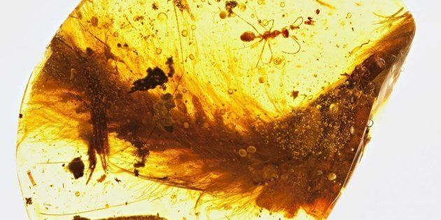 Tiny feathered tail of a 99-million-year-old dinosaur the size of a sparrow is shown captured in amber.