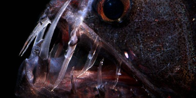The Pacific Viperfish (Chauliodus macouni) is a deep water predator. The teeth of this species pierce and hold prey. A row of photophores lines the belly just above an area of clear gelatinous tissue. Prey items include fish, crustaceans and cephalopods. T