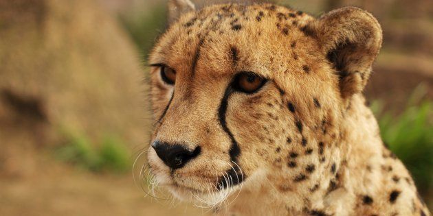 A new report highlights the need for more conservation efforts for cheetahs.