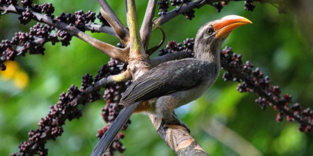 The Malabar grey hornbill is considered a species of
