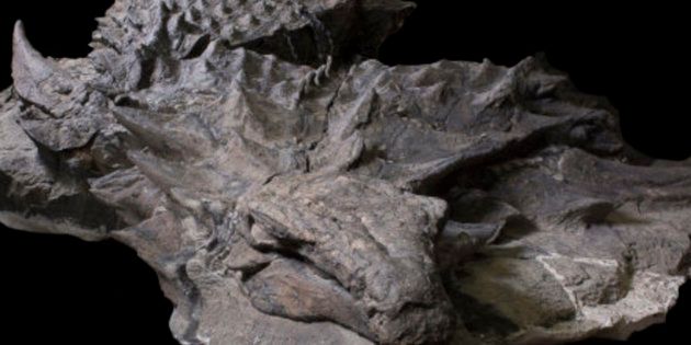 A 110-million-year-old fossil of an armored plant-eating dinosaur called a nodosaur is seen after its discovery in Canada.