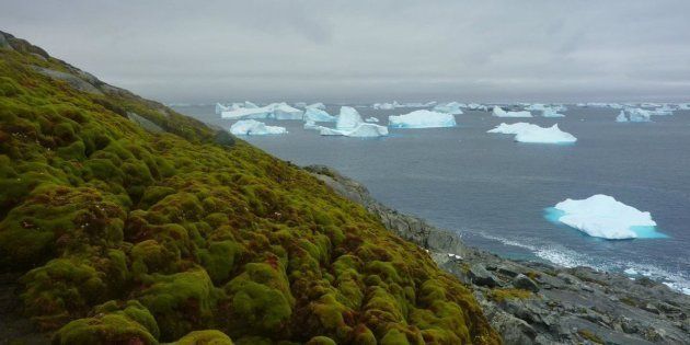 Moss, as seen on this bank on Green Island in the Antarctic Peninsula, has been growing in the region at a dramatically faster rate in the past 50 years, according to a study published last week.
