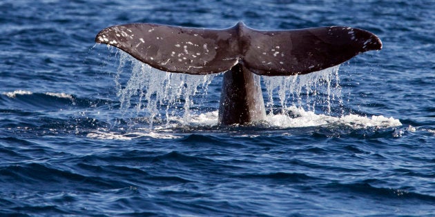 A gray whale reveals its tail off the coast of Long Beach, California.