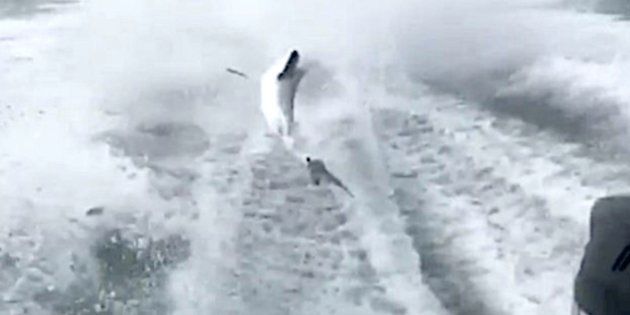 Video of a speeding boat violently dragging a shark went viral on Monday. Now, conservation officials have launched an investigation to see if any laws were broken.