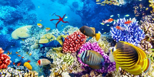As Climate Change Ravages The Great Barrier Reef, Tourists Flock
