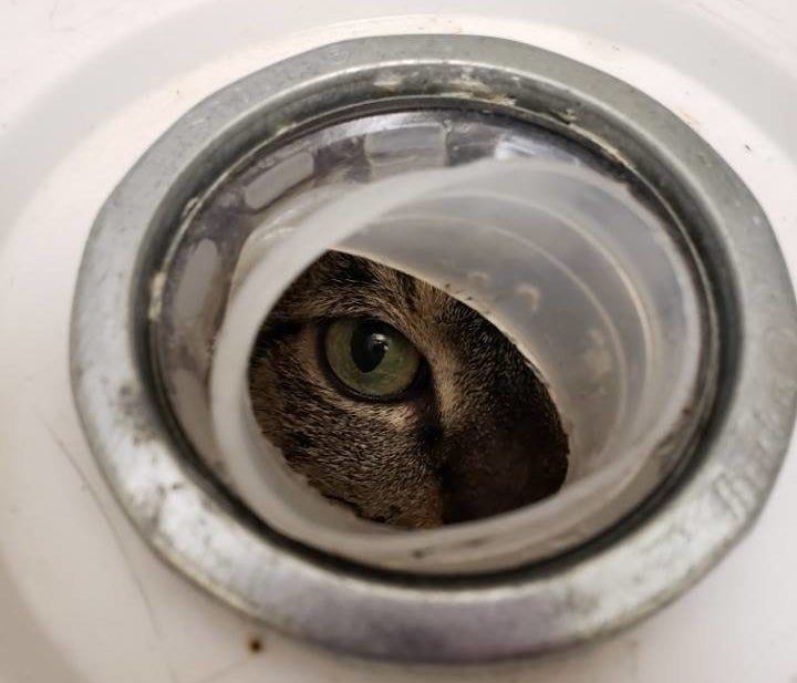 Sage was rescued by shelter staff at the nonprofit Animal Haven after someone noticed her eye peeking out of a hole in a sealed bucket.