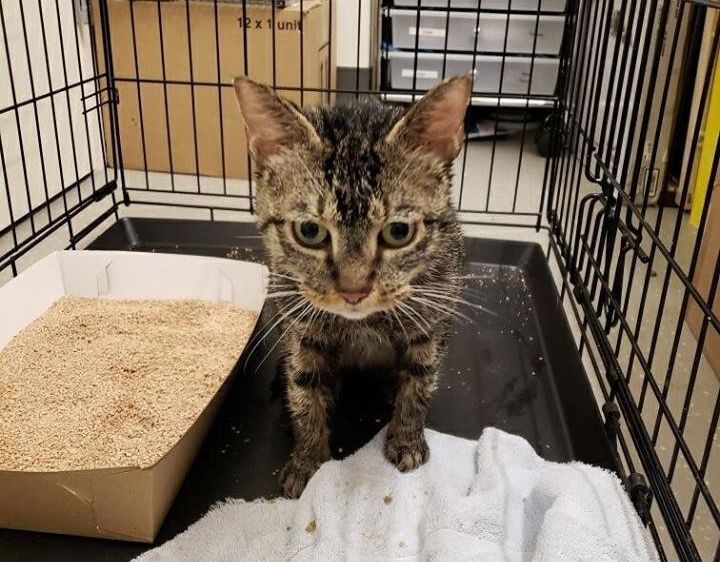Sage, a cat found inside a sealed bucket on a New York City street last month, is now in the care of local shelter Animal Haven.