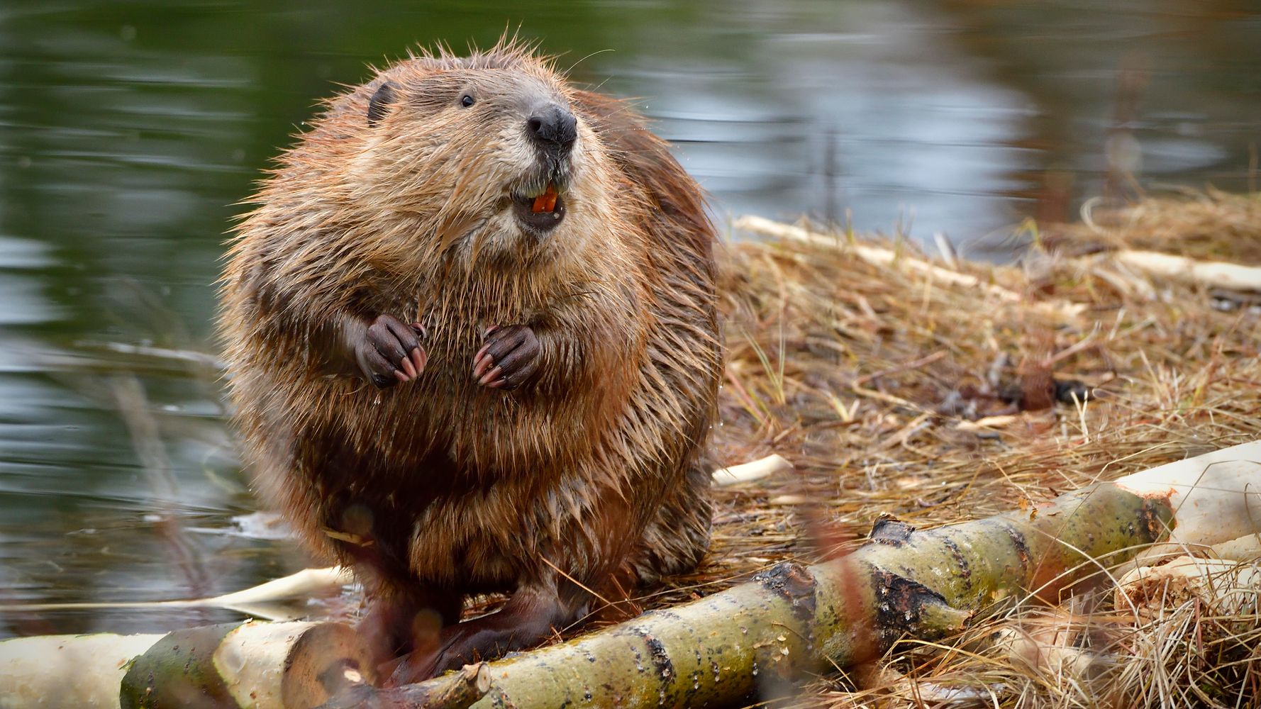 City Kills Beavers After Dams Cause Flooding.