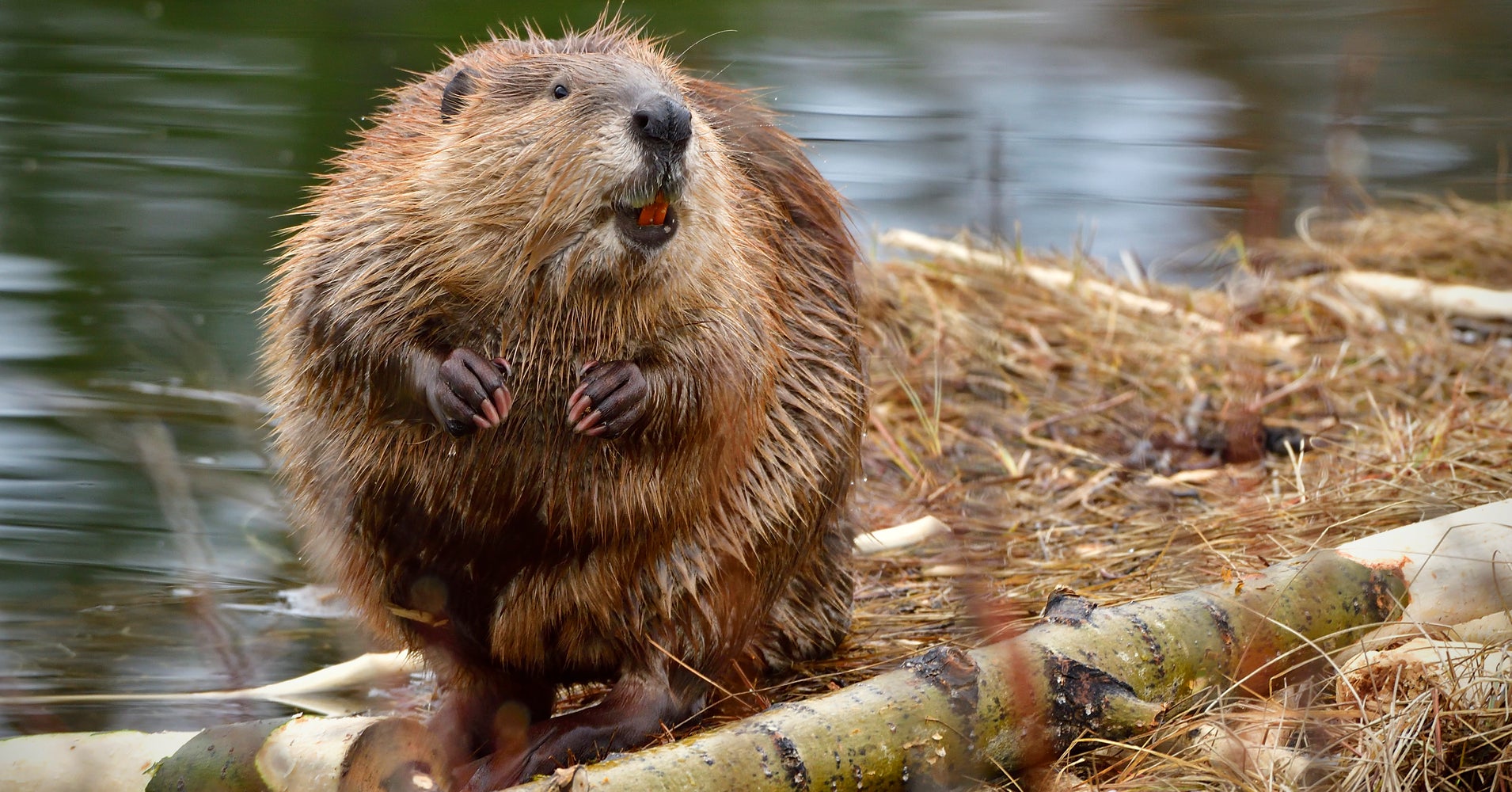 City Kills Beavers After Dams Cause Flooding HuffPost