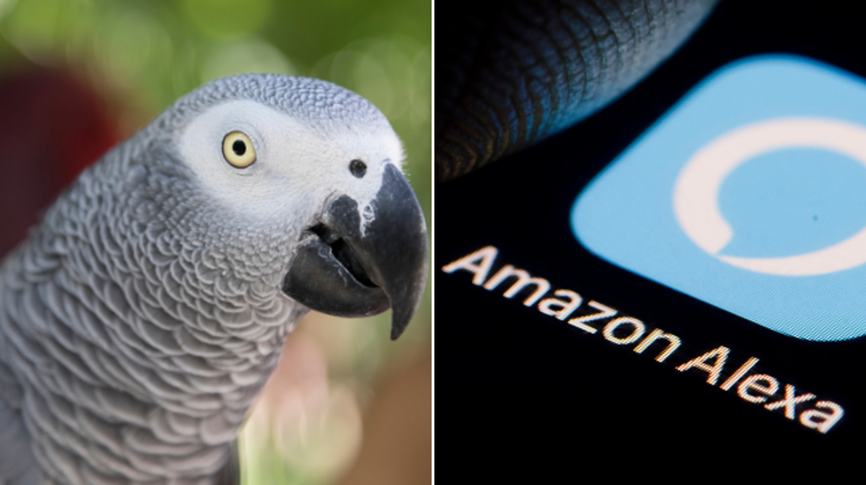 African grey alexa deals