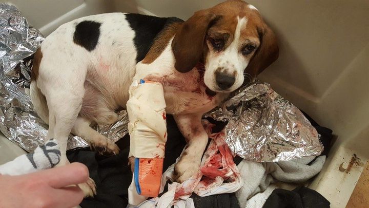 A beagle that police say was tossed onto a New York highway is seen recovering at the Broome County Humane Society.