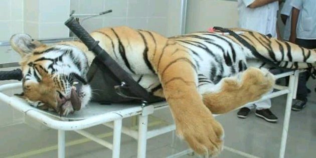 Avni the tigress who was killed on Saturday.