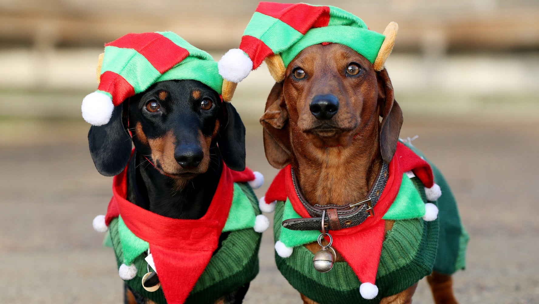 500 Festive Sausage Dogs Took Over Hyde Park And The Photos Are Everything Huffpost Uk Life