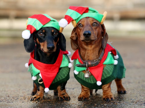 dachshund dressed up for christmas Knitted Dog Hat Christmas Santa Bright Festive Costume Holiday Winter  Clothes Pet Outfit Dachshund Elf Custom Cap Dogs Lover Gift