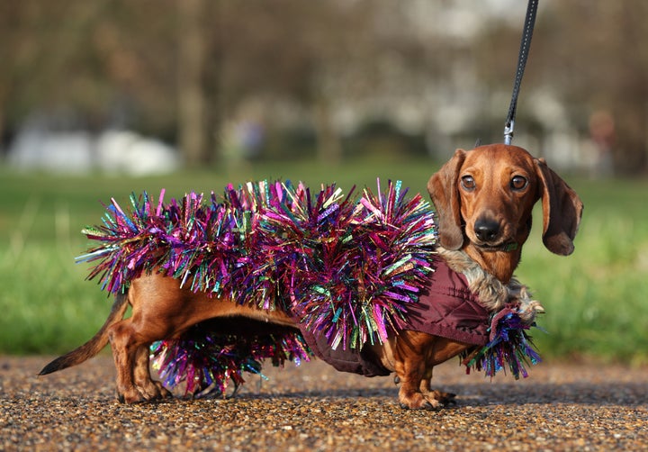 500 Festive Sausage Dogs Took Over Hyde Park And The Photos Are