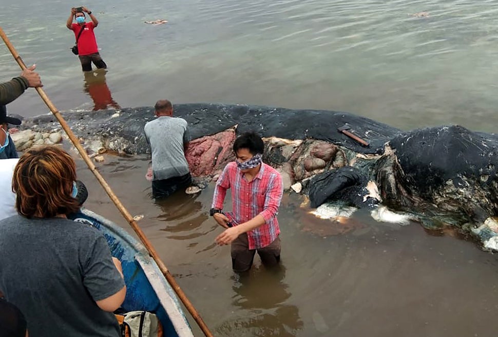 A 31-foot sperm whale washed up in Wakatobi National Park in Sulawesi province, Indonesia, in November.