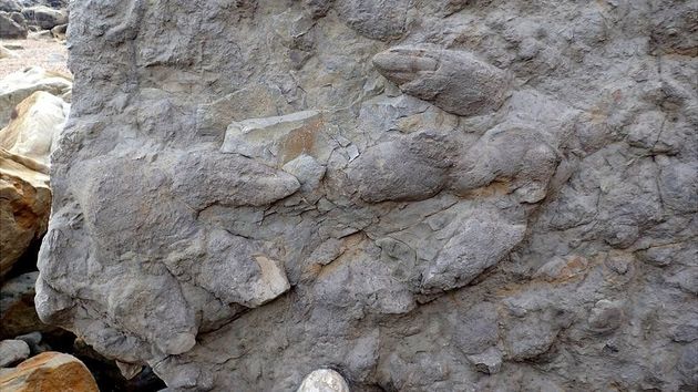 Βρετανία: Ανακαλύφθηκαν καλοδιατηρημένες πατημασιές δεινοσαύρων ηλικίας 100 εκατ.